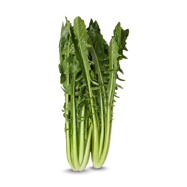 Cicoria Catalogna