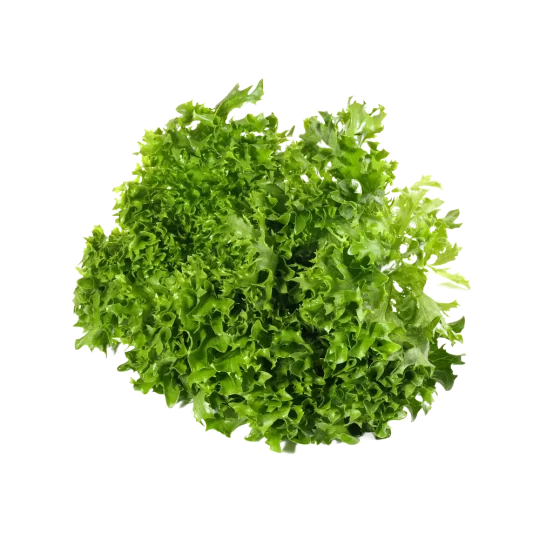 Indivia Riccia