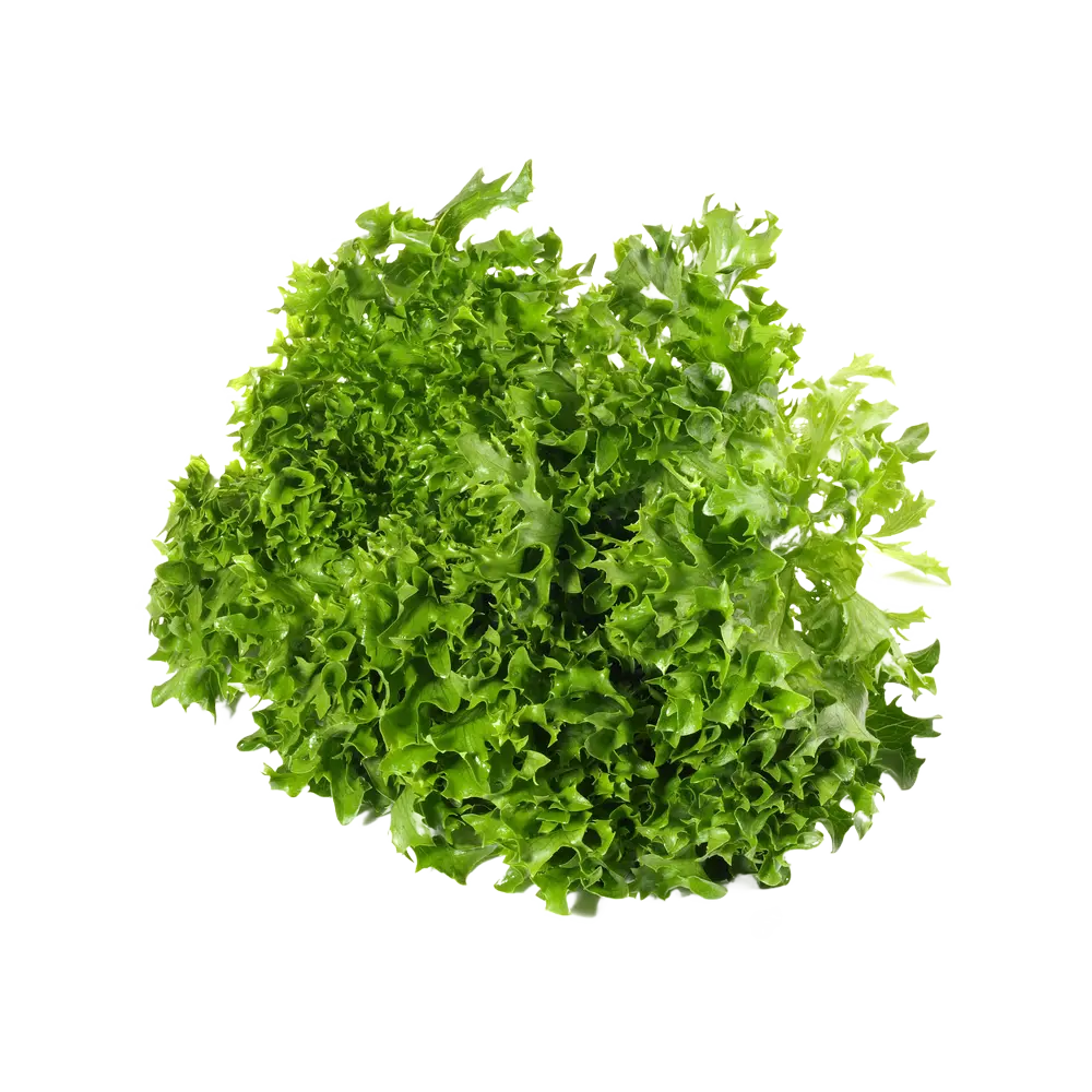Indivia Riccia