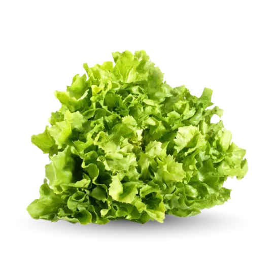 Indivia Scarola