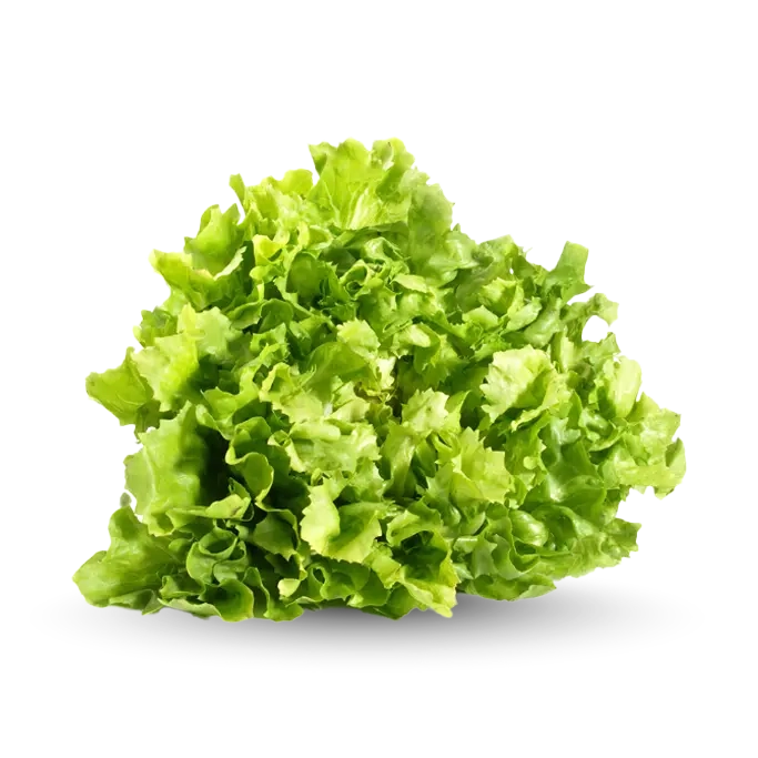 Indivia Scarola