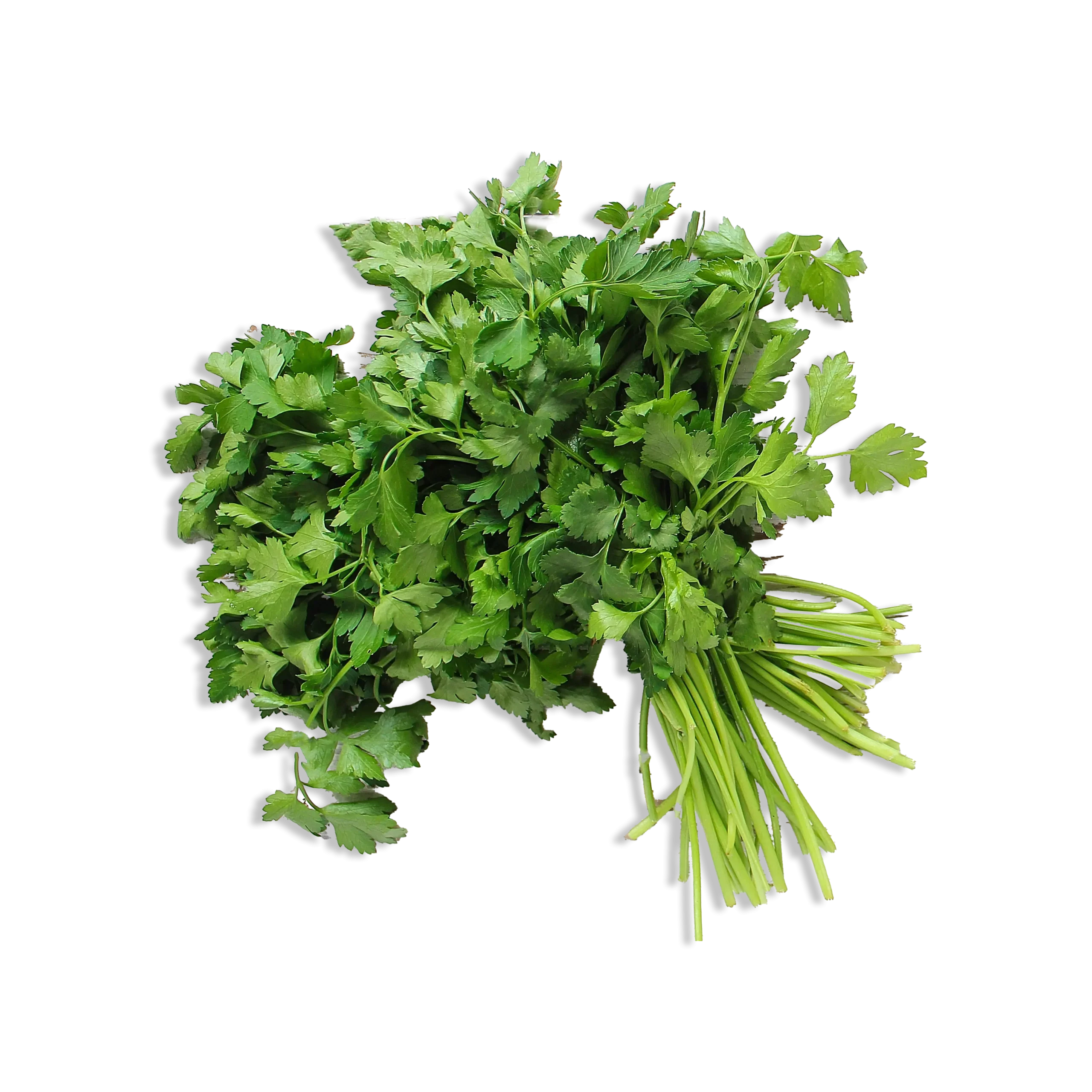 Prezzemolo