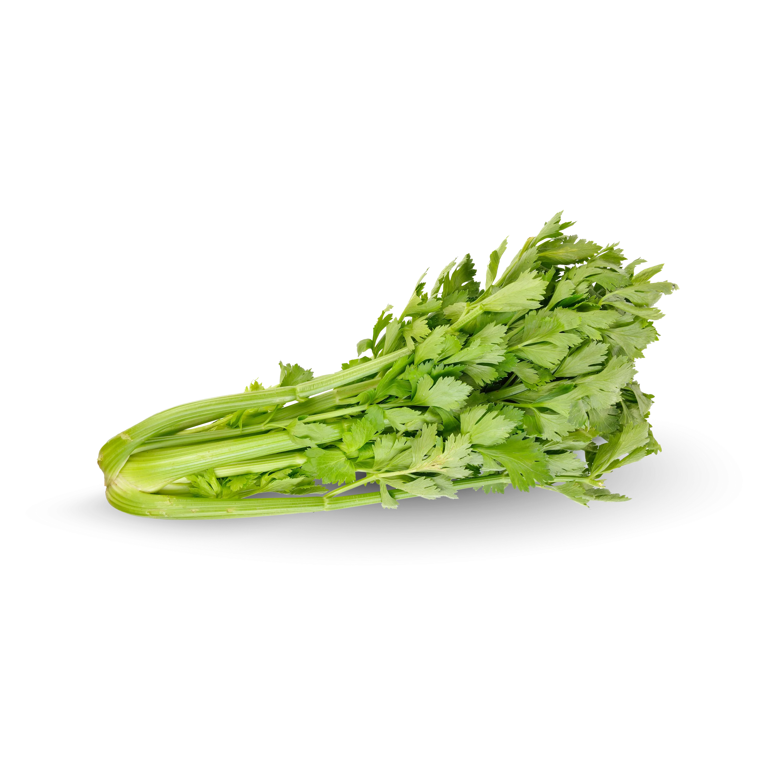 Sedano