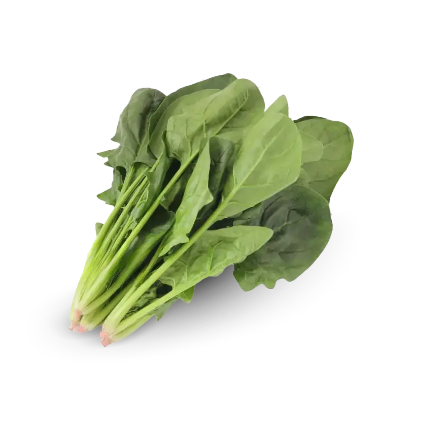 Spinacio